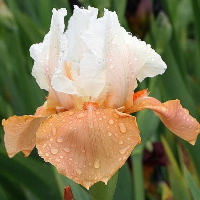 Ирис Фестива Скирт Ирис Фестива Скирт фото