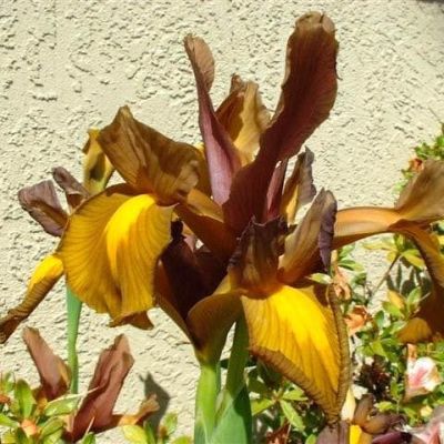 Ирис Браун Лассо фото