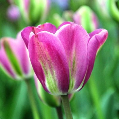 Тюльпан Найт Райдер фото