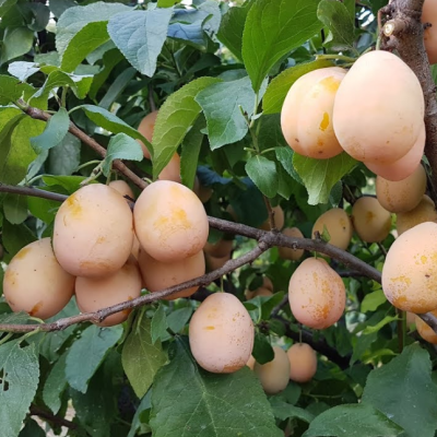 Слива Золотая Капля Слива Золотая Капля фото