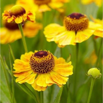 Гелениум Зимбелштерн Гелениум Зимбелштерн - Dolina-Sad.Ru