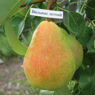 Груша Вильямс Груша Вильямс - Dolina-Sad.Ru