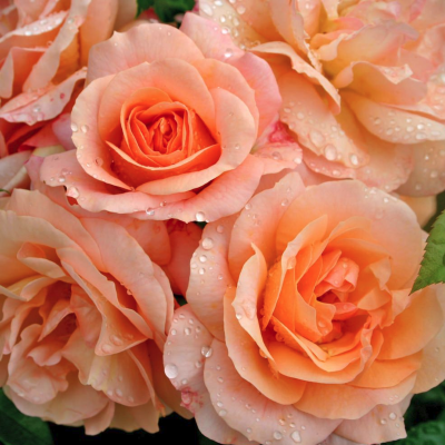 Роза Априкола Роза Априкола фото