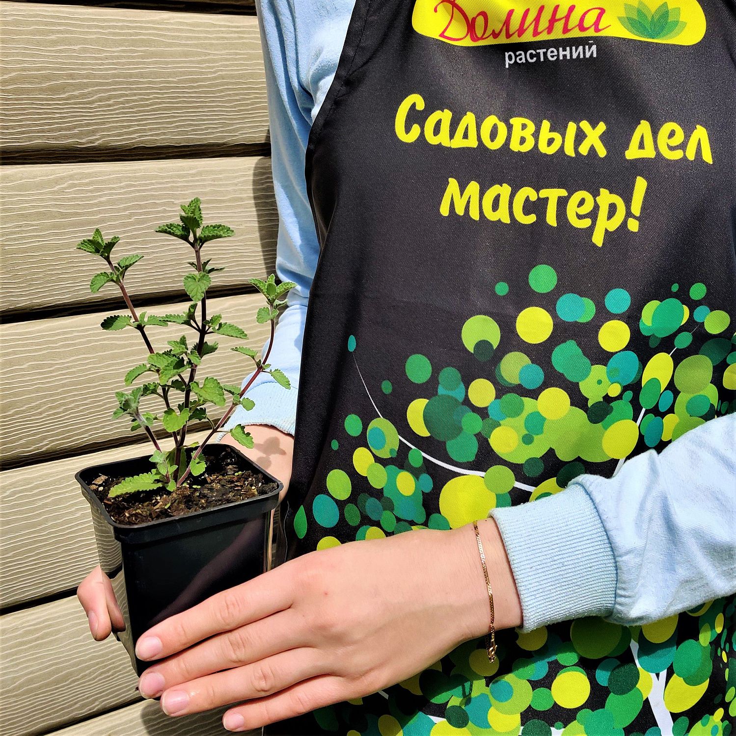 Котовник Фассена Сикс Хиллз Гиант Котовник Фассена Сикс Хиллз Гиант фото