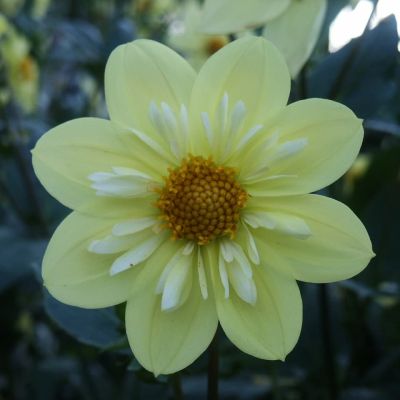 Георгина Келси саншайн Георгина Келси саншайн фото