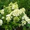 Гортензия метельчатая Бомбшелл Гортензия метельчатая Бомбшелл фото