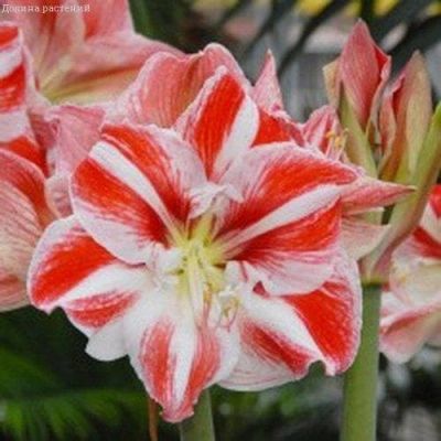Амариллис Клоун Амариллис Клоун фото