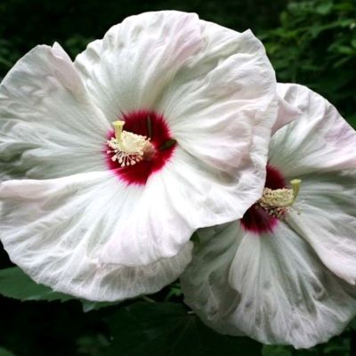 Гибискус Олд Елла Гибискус Олд Елла - Dolina-Sad.Ru