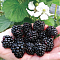 Ежевика Рубен Ежевика Рубен - Dolina-Sad.Ru