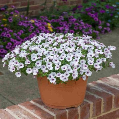 Петуния Баблс Вайт - Dolina-Sad.Ru