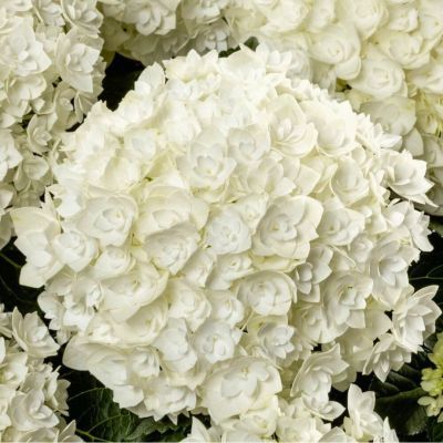 Гортензия крупнолистная Флоренсия - Dolina-Sad.Ru