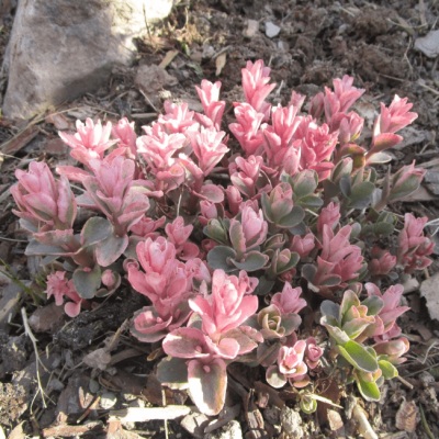 Седум Винки фото