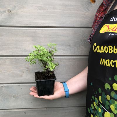 Лапчатка кустарниковая Ред Робин фото