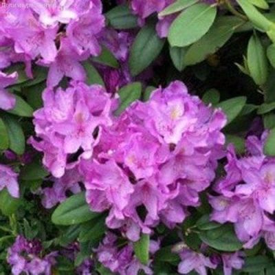 Рододендрон Грандифлорум Рододендрон Грандифлорум фото