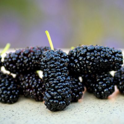 Шелковица на штамбе Шелковица на штамбе фото