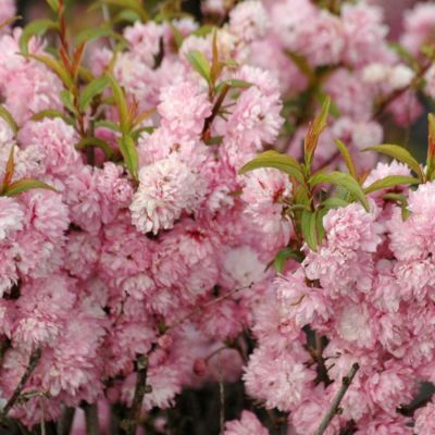 Сакура Розеа Плена - Dolina-Sad.Ru