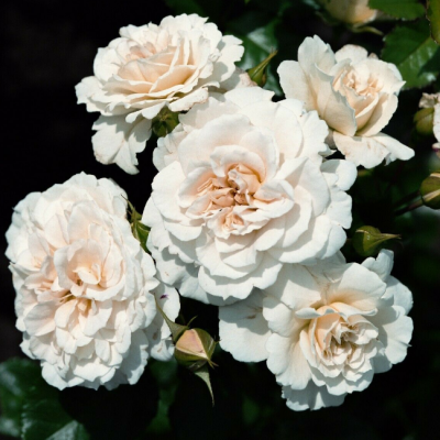 Роза Петтикоат Роза Петтикоат фото