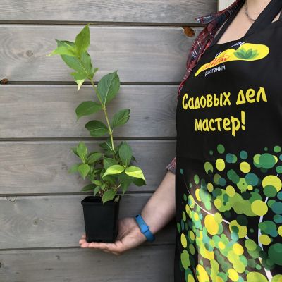 Вейгела цветущая Марджори Вейгела цветущая Марджори фото