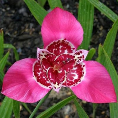 Тигридия Лилак фото