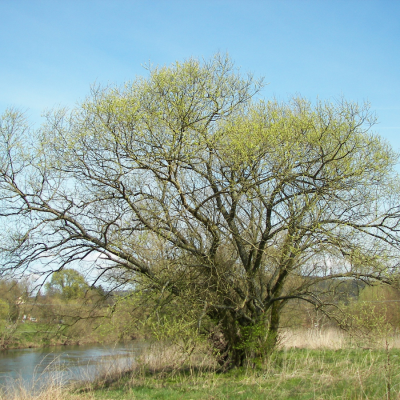 Ива белая, С3 - Dolina-Sad.Ru