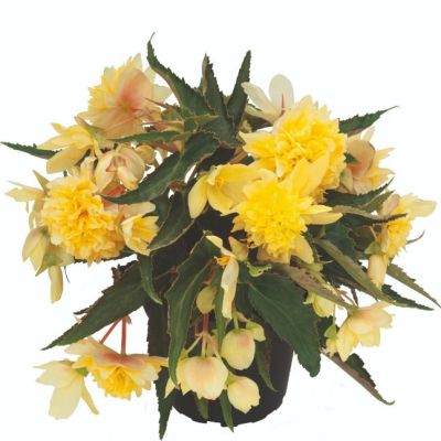 Бегония Беллекония Цитрус Бегония Беллекония Цитрус - Dolina-Sad.Ru