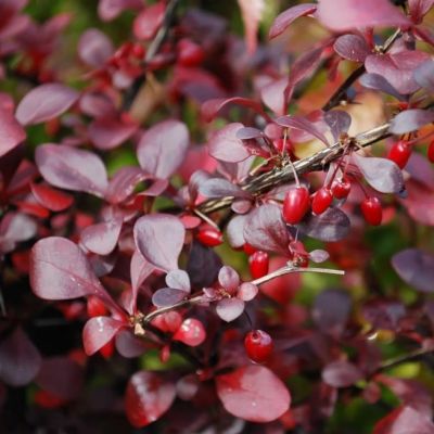 Барбарис Тунберга Дартс Ред Леди фото