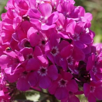 Флокс метельчатый Бамбини Свит Тарт - Dolina-Sad.Ru