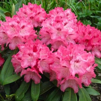 Рододендрон якушиманский Снизи Рододендрон якушиманский Снизи - Dolina-Sad.Ru