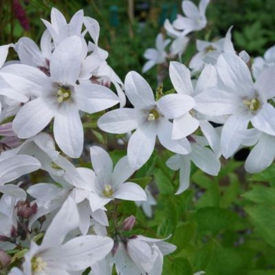 Колокольчик молочноцветковый Аваланш - Dolina-Sad.Ru