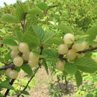 Вишня войлочная Белая Вишня войлочная Белая - Dolina-Sad.Ru