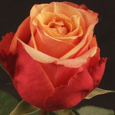 Роза Черри Бренди в горшке Роза Черри Бренди в горшке - Dolina-Sad.Ru