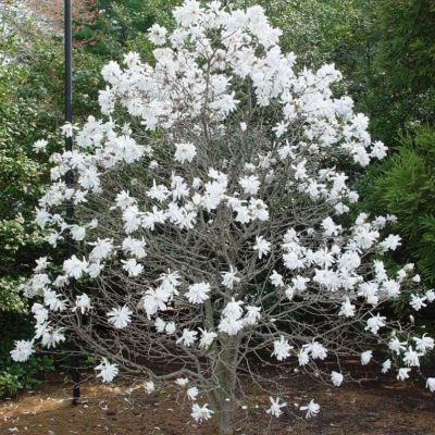 Магнолия Роял Стар фото