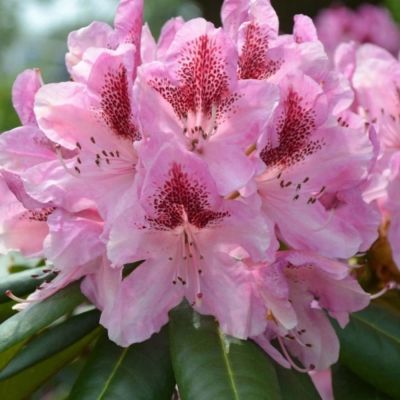 Рододендрон Хельсинский Университет - Dolina-Sad.Ru