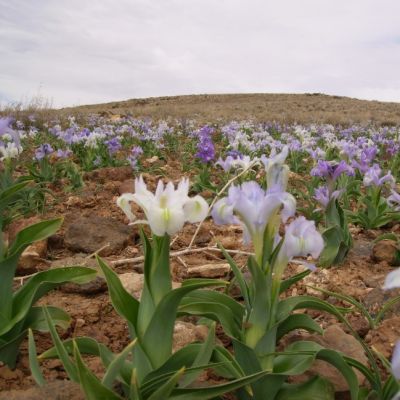 Ирис Аучери Ирис Аучери - Dolina-Sad.Ru