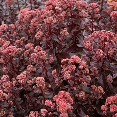 Седум обыкновенный Десерт Блэк , P9 Седум обыкновенный Десерт Блэк , P9 фото