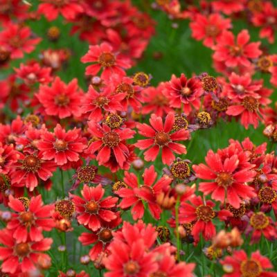 Кореопсис Черри Пай , x Кореопсис Черри Пай , x фото