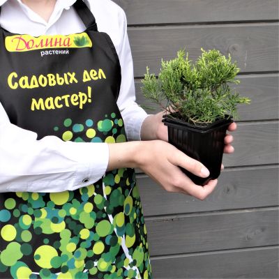 Можжевельник средний Голд Кост фото