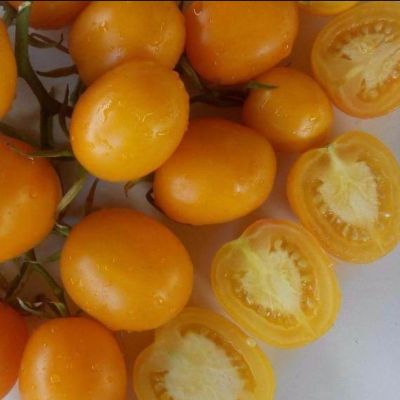 Томат Де барао золотой Уд. с. Томат Де барао золотой Уд. с. - Dolina-Sad.Ru