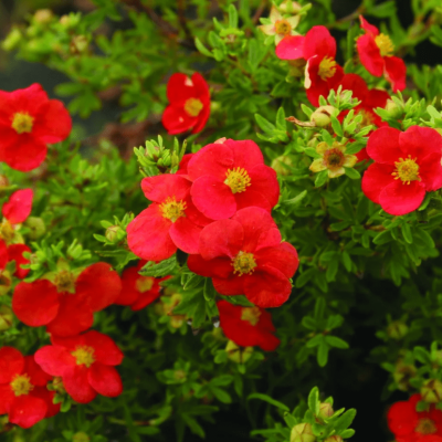 Лапчатка кустарниковая Ред Робин фото