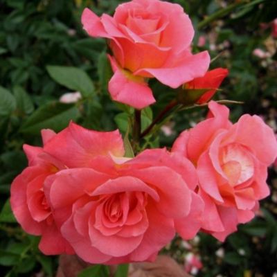 Роза Метанойя Роза Метанойя - Dolina-Sad.Ru