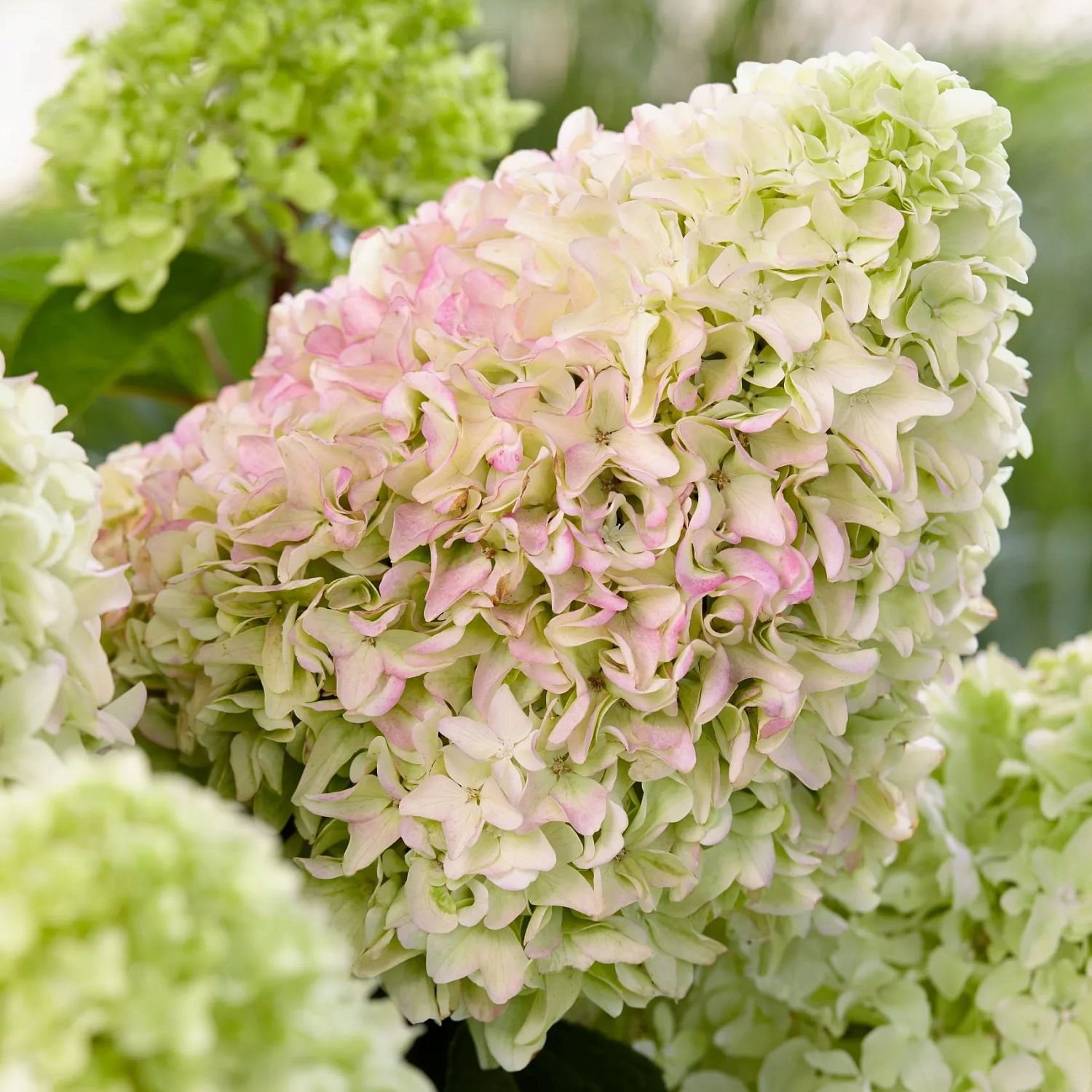 Гортензия метельчатая Литл Фреско Гортензия метельчатая Литл Фреско - Dolina-Sad.Ru