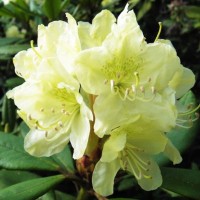 Рододендрон Голдфорт Рододендрон Голдфорт фото