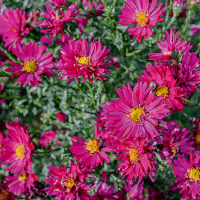 Астра кустарниковая Айленд Бахамас , C2 фото