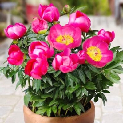 Пион Афины - Dolina-Sad.Ru