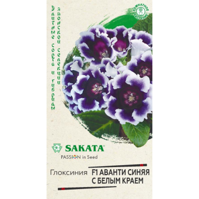 Глоксиния Аванти синяя с белым краем фото