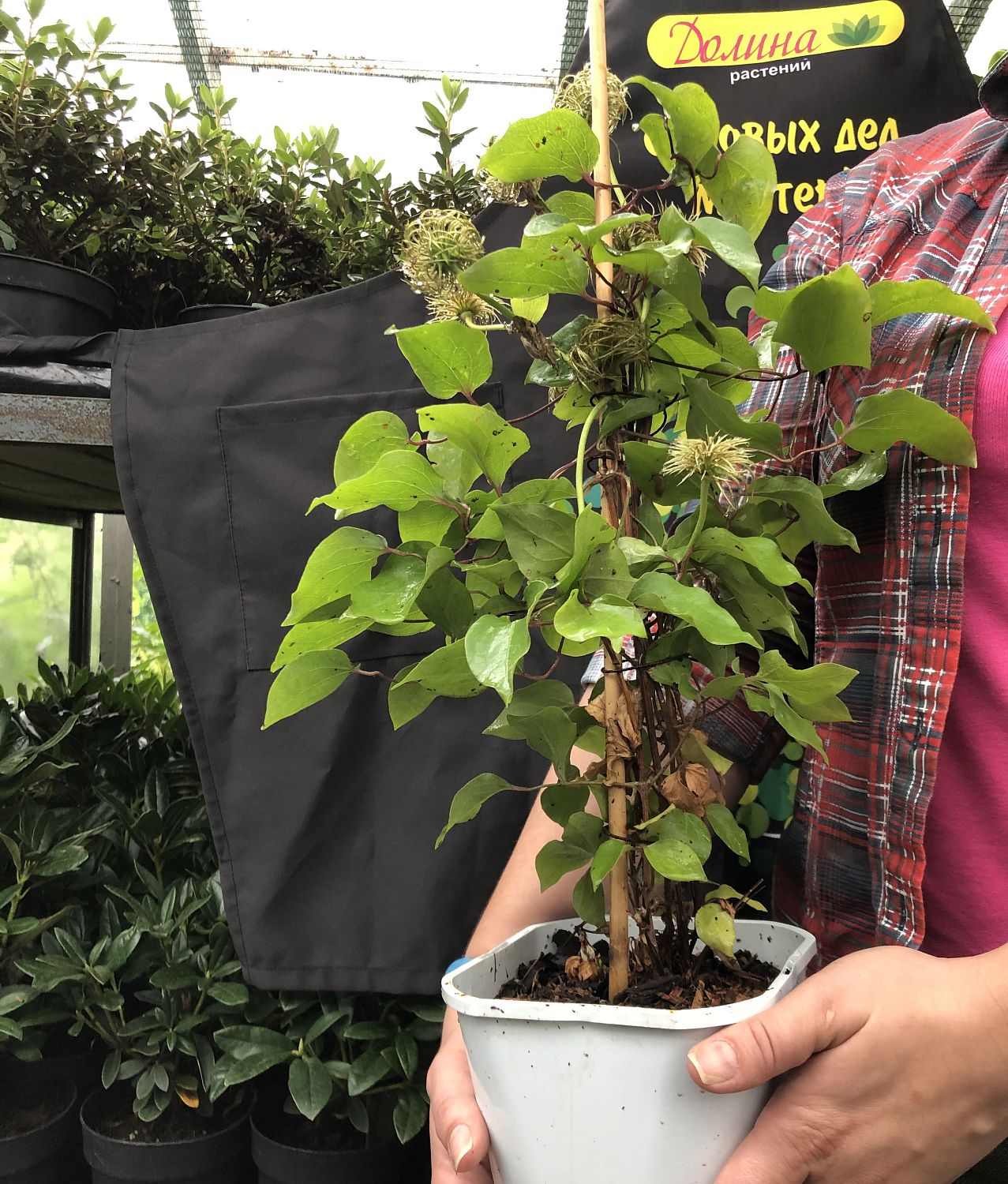 Клематис Мазуры Клематис Мазуры фото