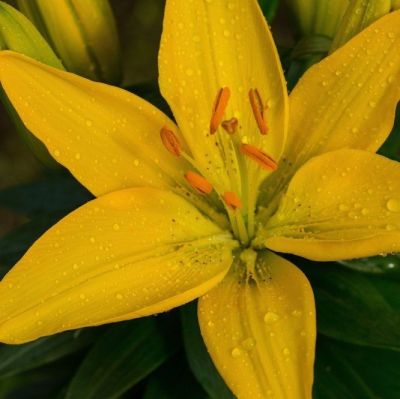 Лилия Рио де Жанейро Лилия Рио де Жанейро - Dolina-Sad.Ru