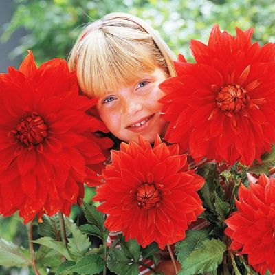 Георгина Учу (Гиганты) Георгина Учу (Гиганты) фото