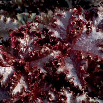 Гейхера Миднайт Раффлз - Dolina-Sad.Ru