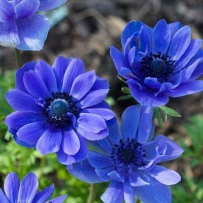 Анемона Лорд Лейтенант Анемона Лорд Лейтенант фото